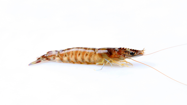 Illustration for article titled 10 Krill That Daddy
Likey
